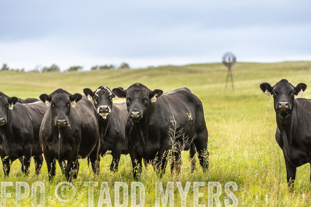 TMyers_PP_MilldaleRanch_Nebraska_June2024-523836