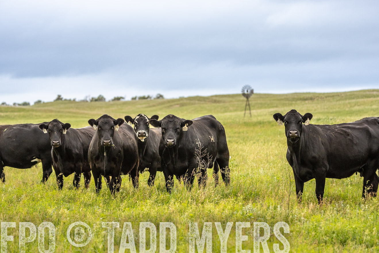 TMyers_PP_MilldaleRanch_Nebraska_June2024-523844
