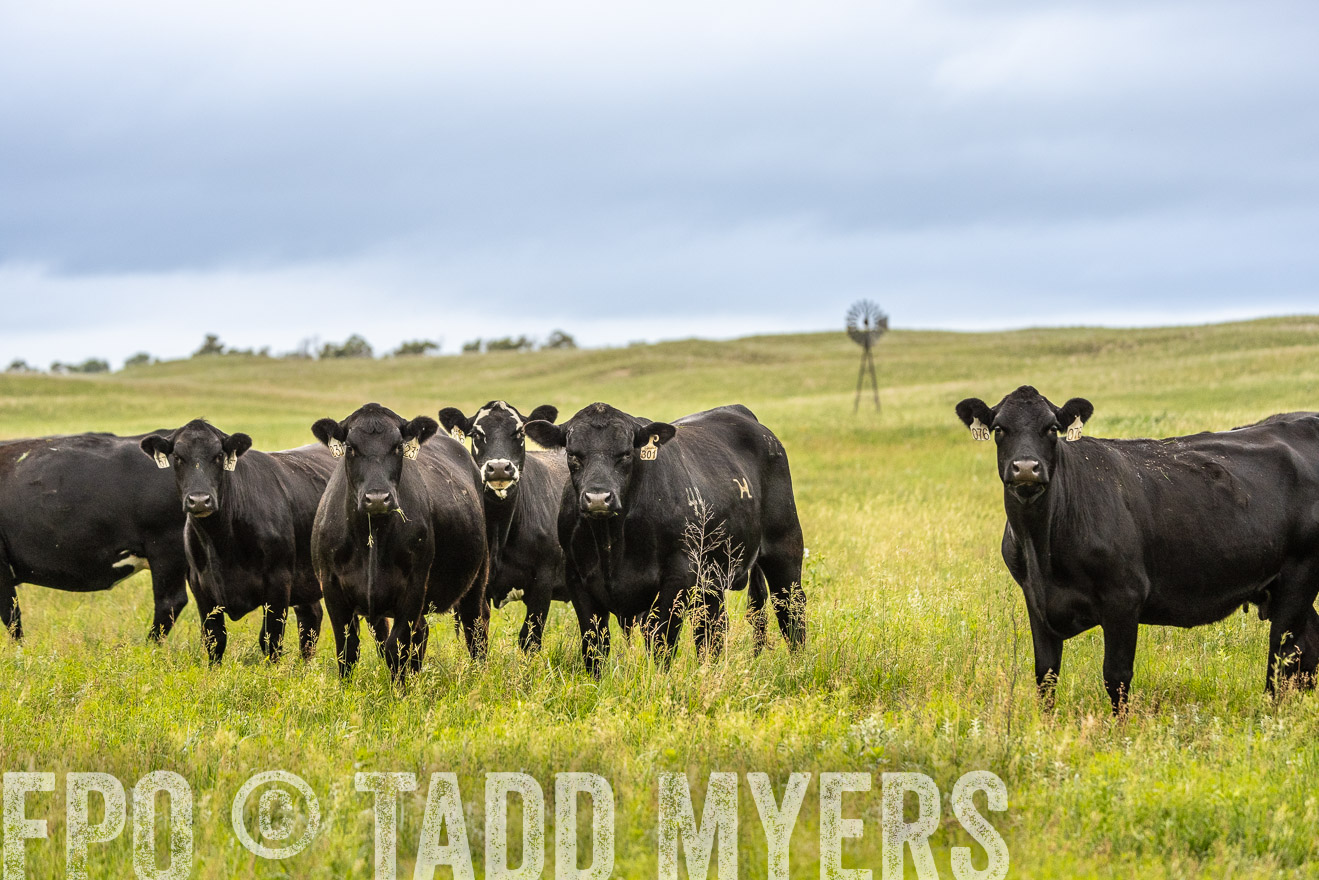 TMyers_PP_MilldaleRanch_Nebraska_June2024-523845