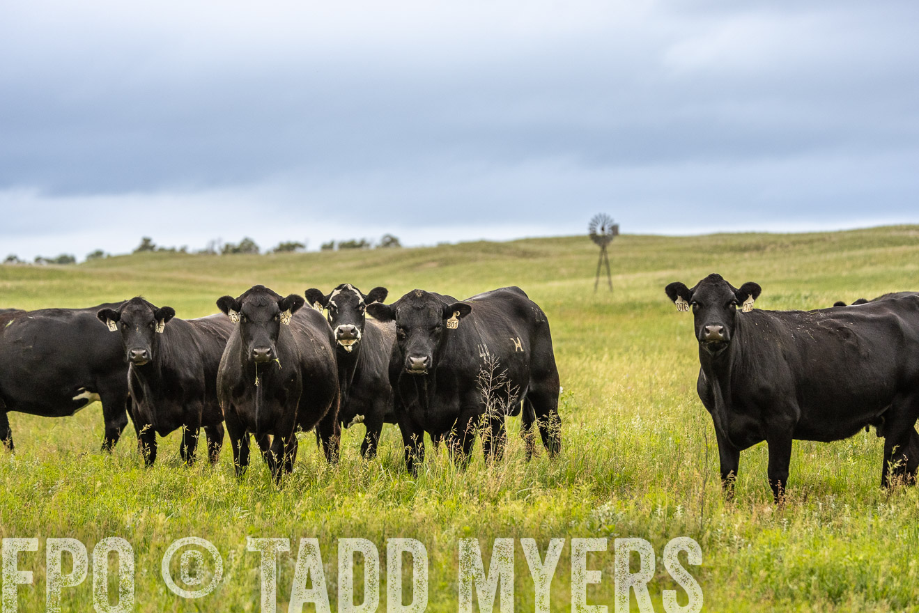 TMyers_PP_MilldaleRanch_Nebraska_June2024-523848