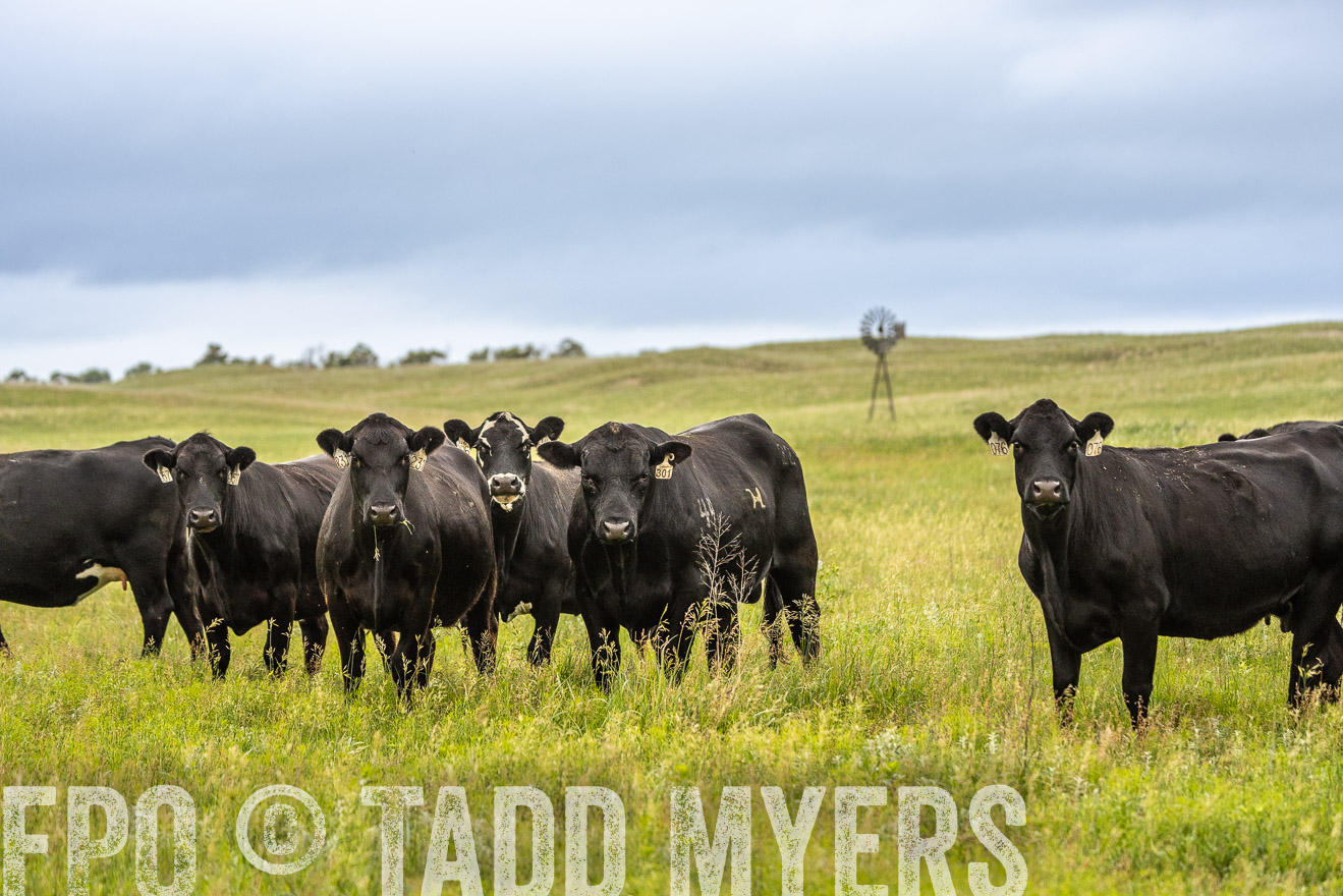 TMyers_PP_MilldaleRanch_Nebraska_June2024-523851
