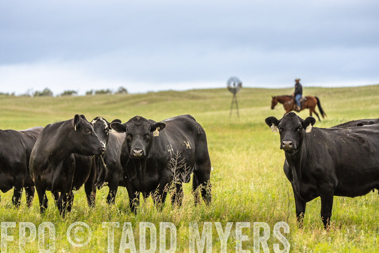 TMyers_PP_MilldaleRanch_Nebraska_June2024-523864