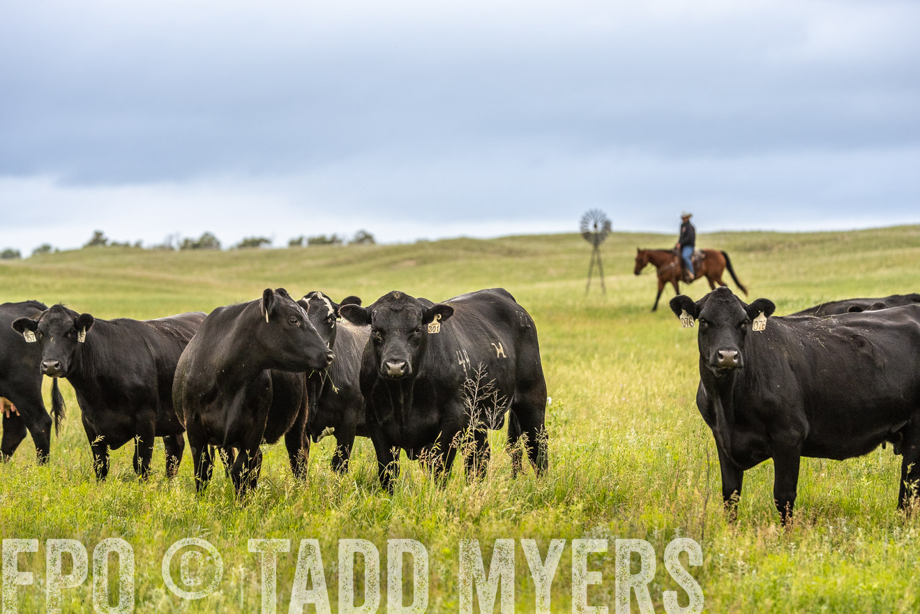 TMyers_PP_MilldaleRanch_Nebraska_June2024-523866