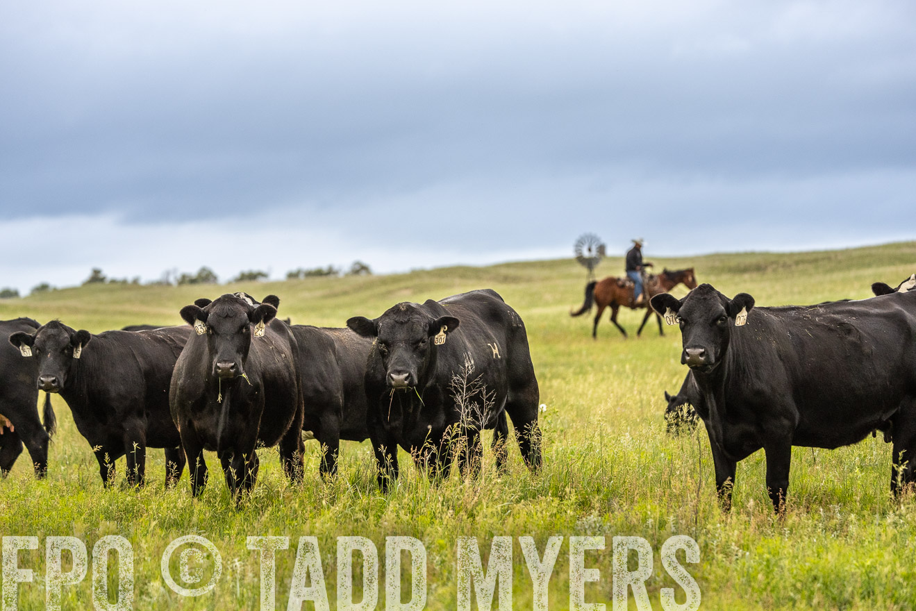TMyers_PP_MilldaleRanch_Nebraska_June2024-523875