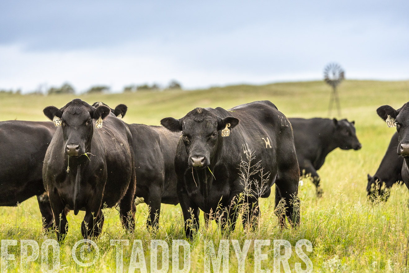 TMyers_PP_MilldaleRanch_Nebraska_June2024-523879