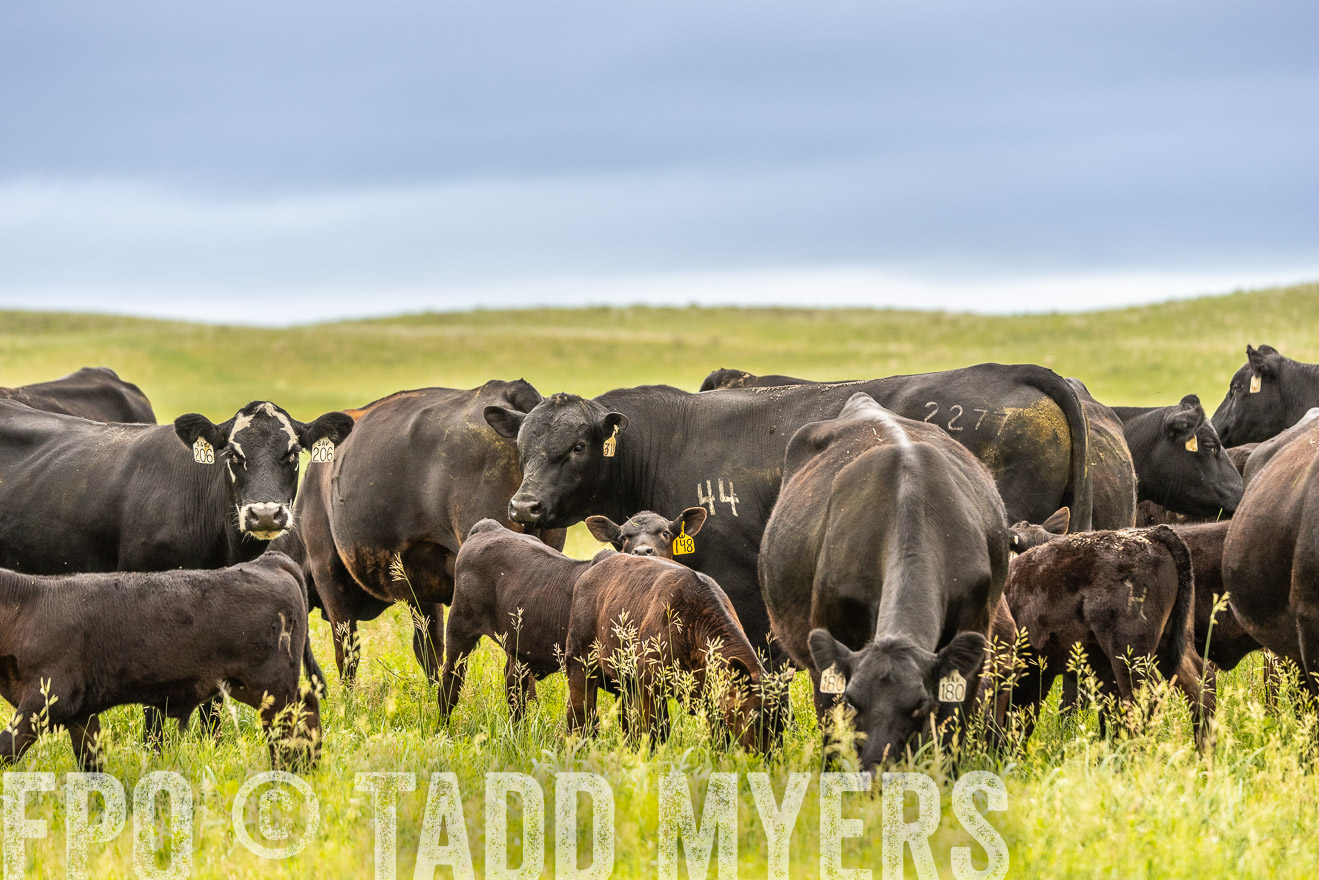 TMyers_PP_MilldaleRanch_Nebraska_June2024-523907
