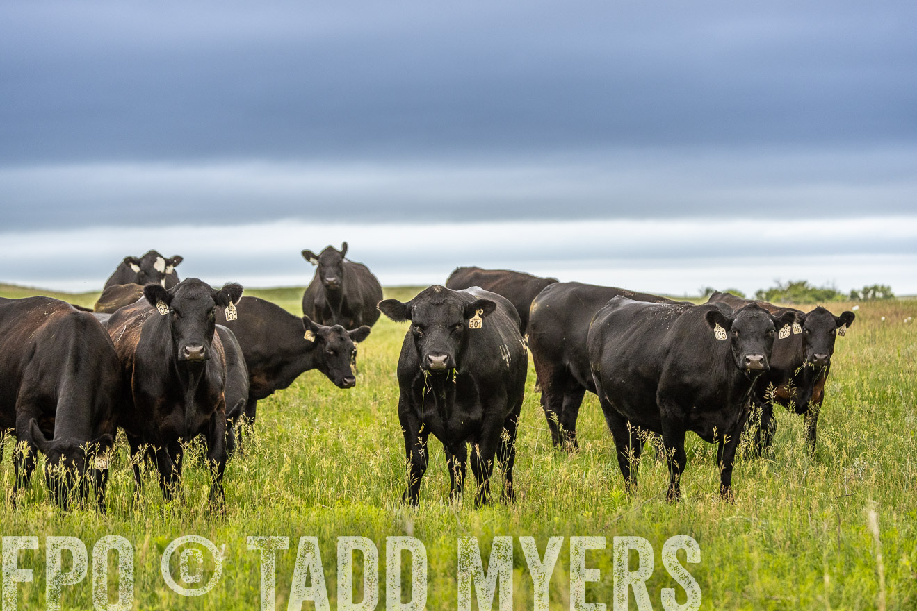 TMyers_PP_MilldaleRanch_Nebraska_June2024-523937
