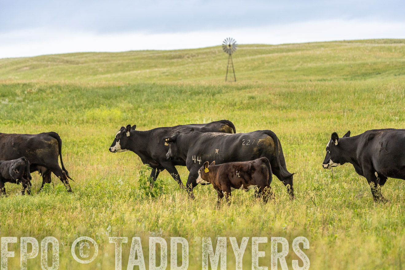 TMyers_PP_MilldaleRanch_Nebraska_June2024-523957