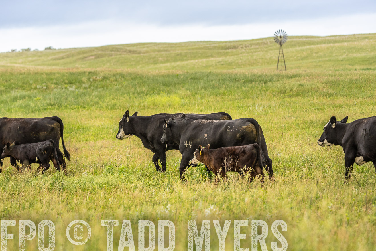 TMyers_PP_MilldaleRanch_Nebraska_June2024-523965