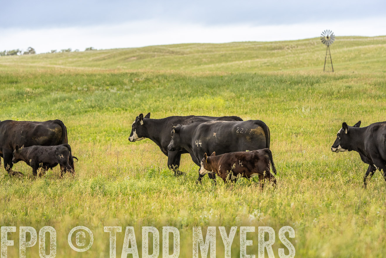 TMyers_PP_MilldaleRanch_Nebraska_June2024-523966