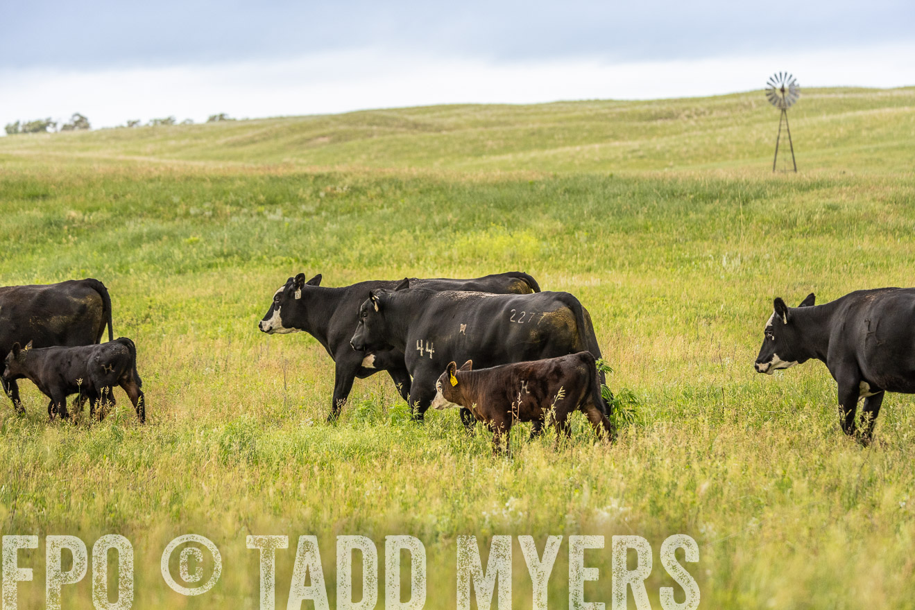 TMyers_PP_MilldaleRanch_Nebraska_June2024-523969