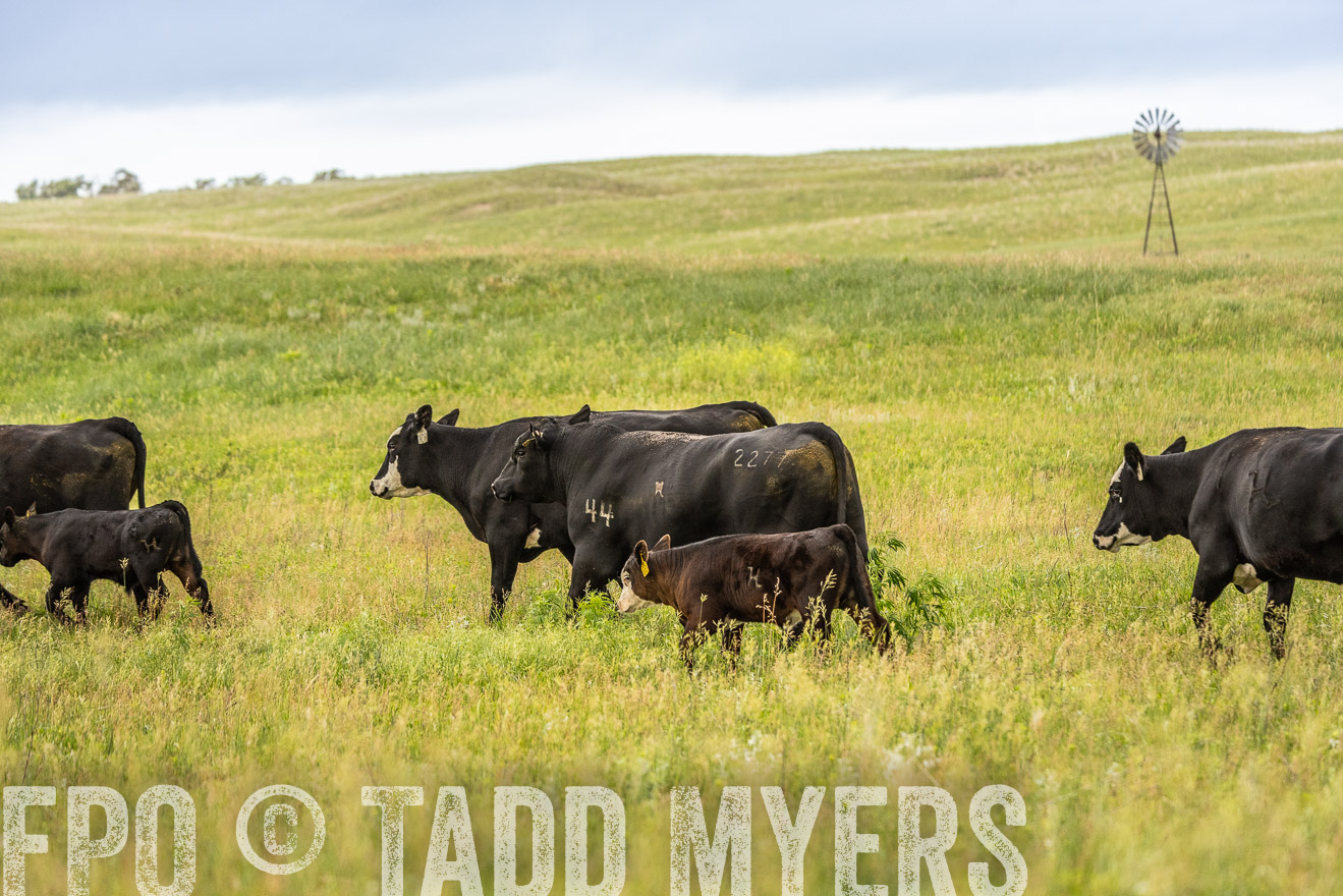 TMyers_PP_MilldaleRanch_Nebraska_June2024-523970