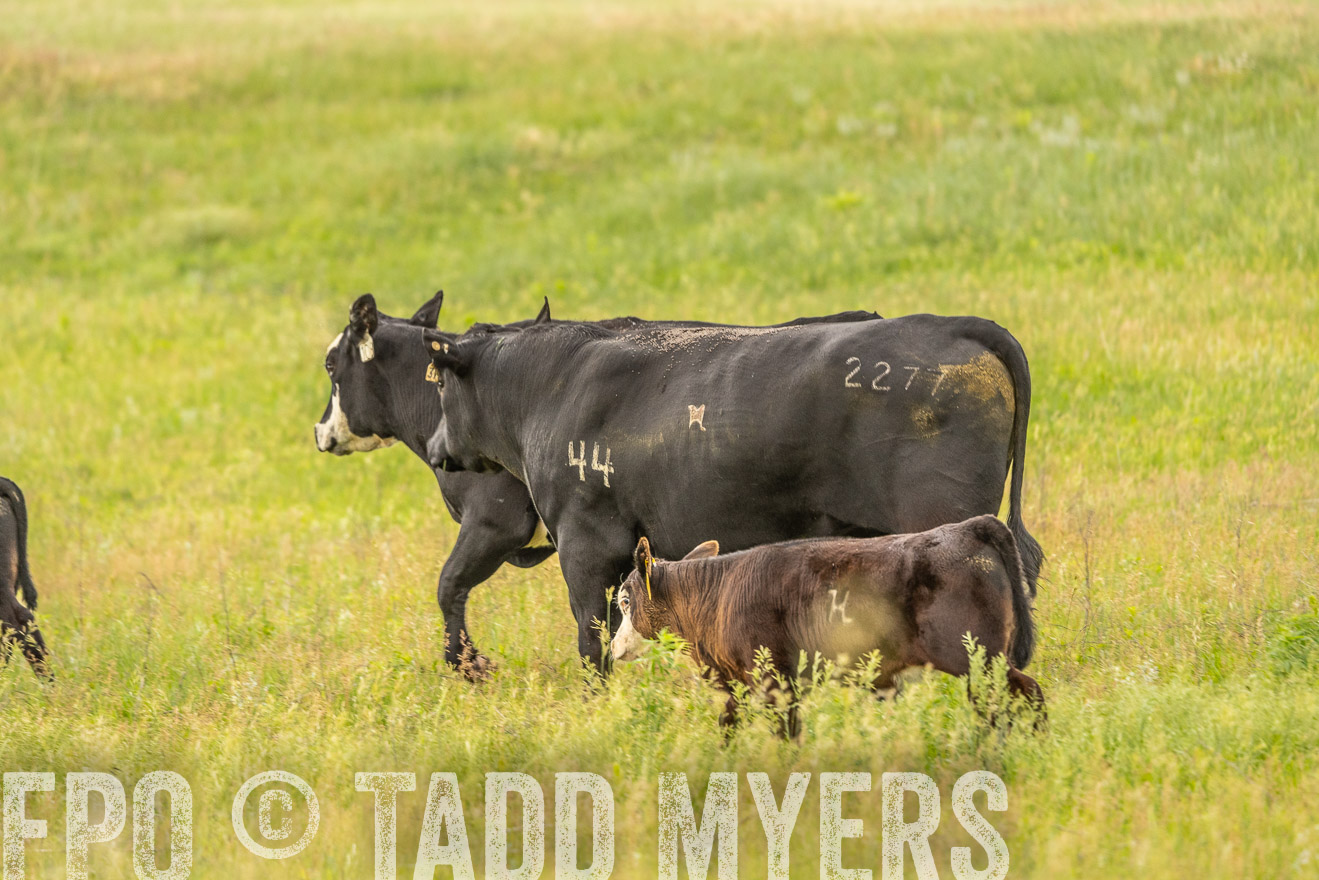 TMyers_PP_MilldaleRanch_Nebraska_June2024-523974