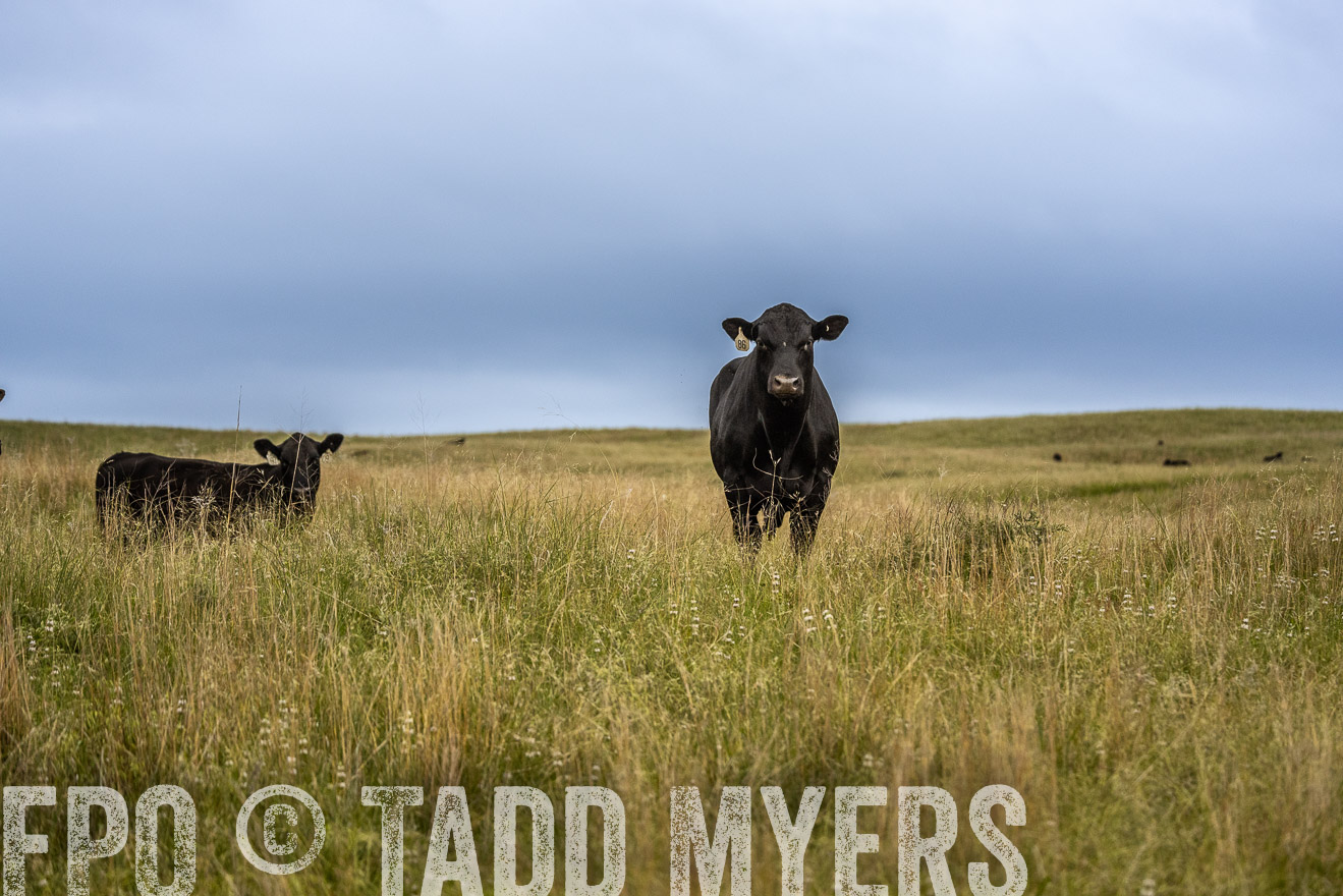 TMyers_PP_MilldaleRanch_Nebraska_June2024-524003