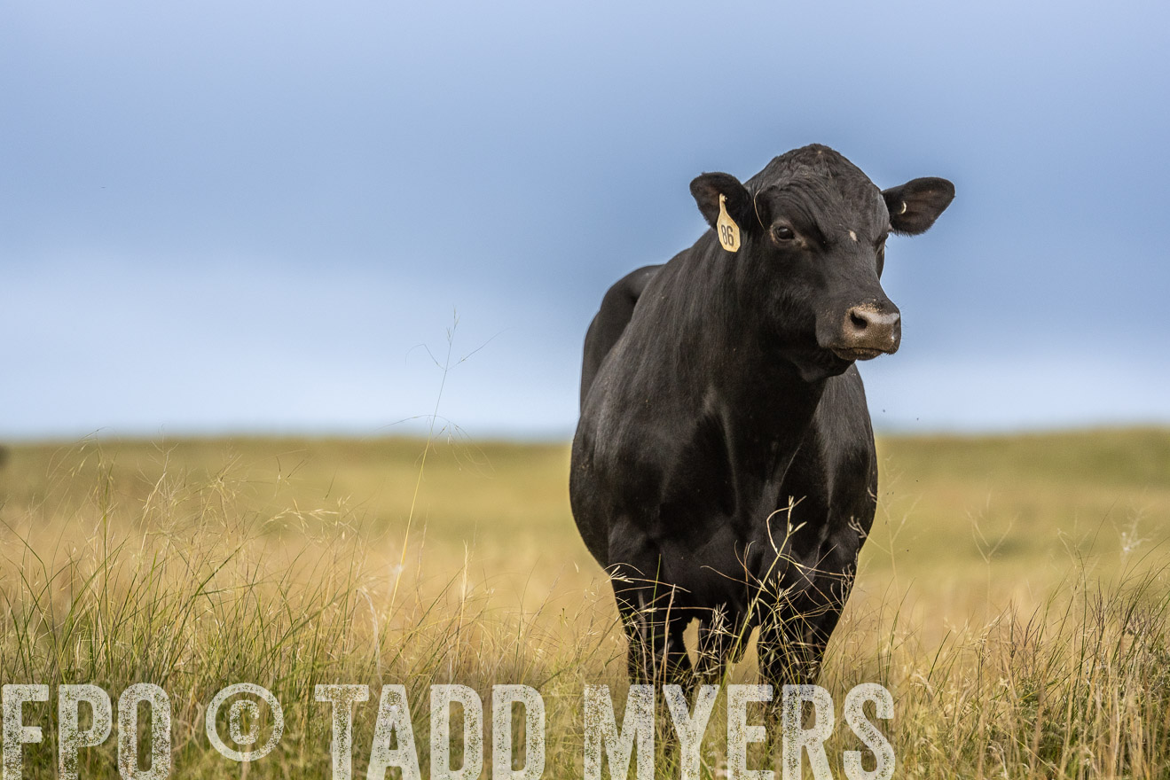 TMyers_PP_MilldaleRanch_Nebraska_June2024-524011