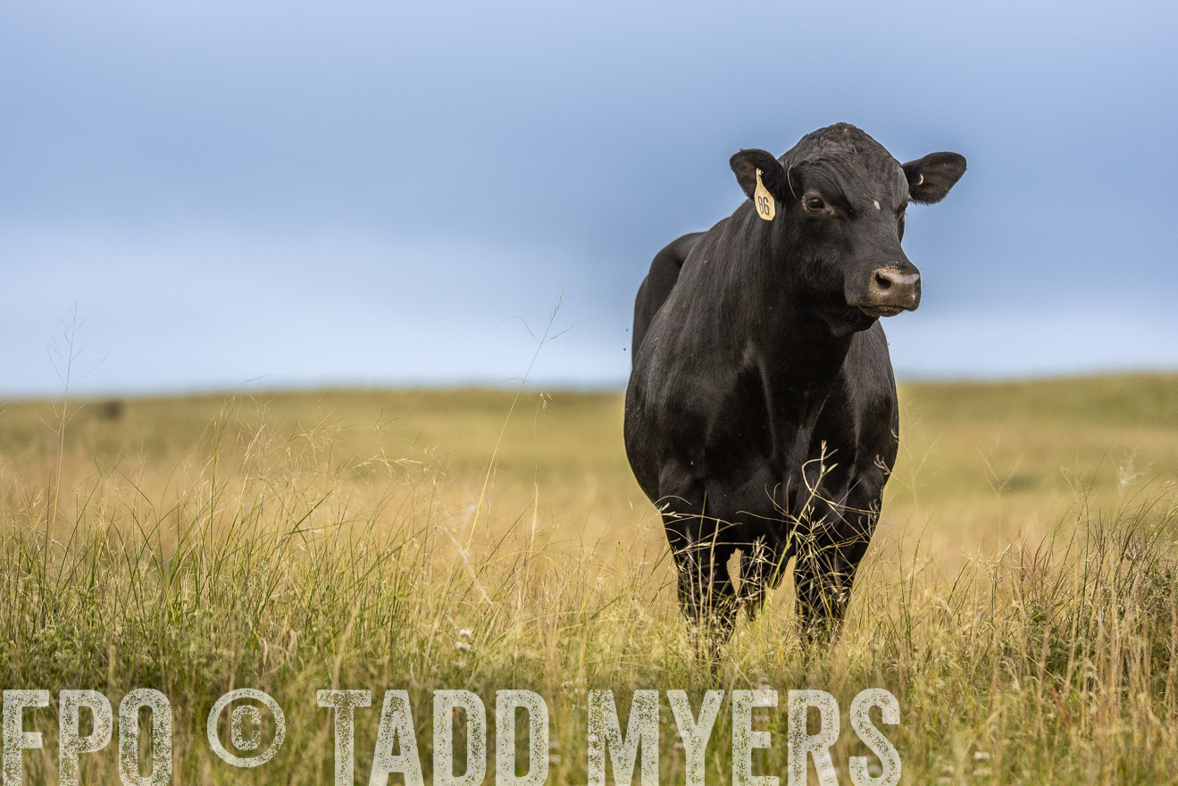 TMyers_PP_MilldaleRanch_Nebraska_June2024-524016