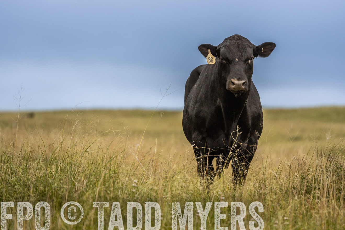 TMyers_PP_MilldaleRanch_Nebraska_June2024-524020