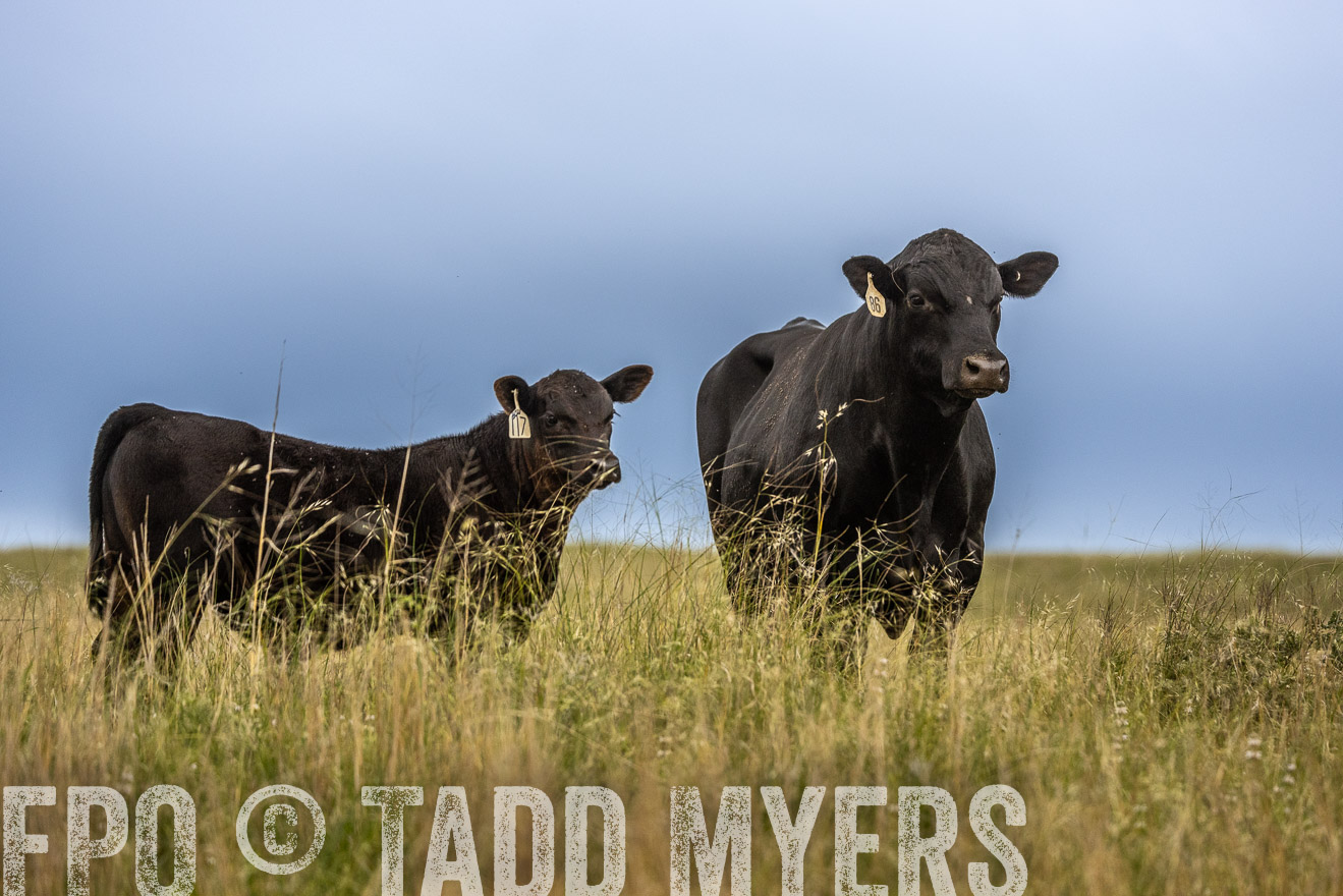 TMyers_PP_MilldaleRanch_Nebraska_June2024-524031
