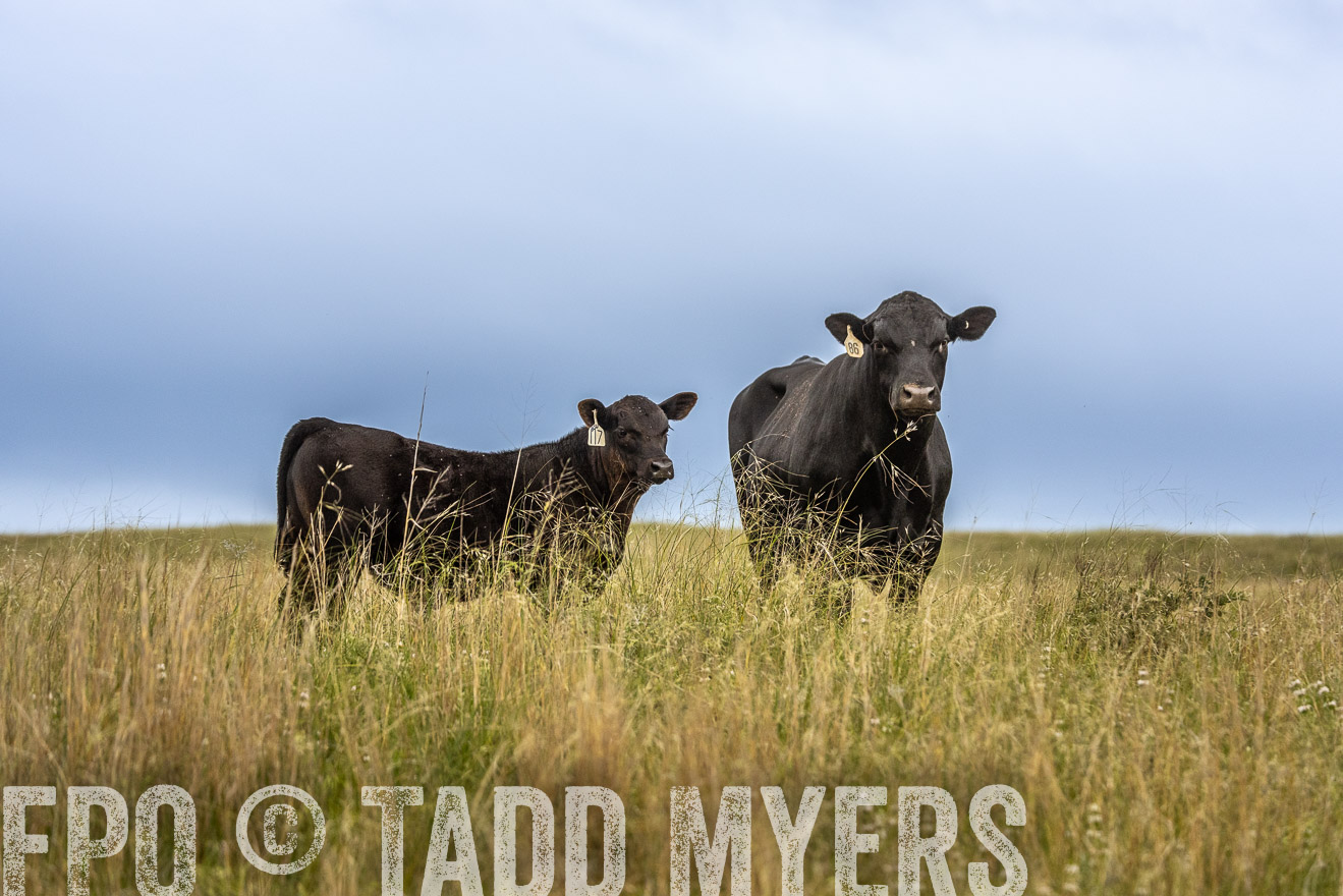 TMyers_PP_MilldaleRanch_Nebraska_June2024-524034