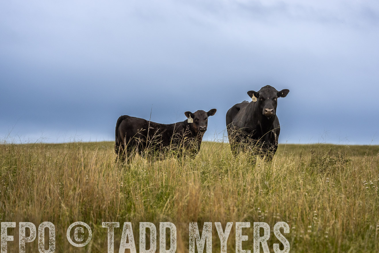 TMyers_PP_MilldaleRanch_Nebraska_June2024-524035