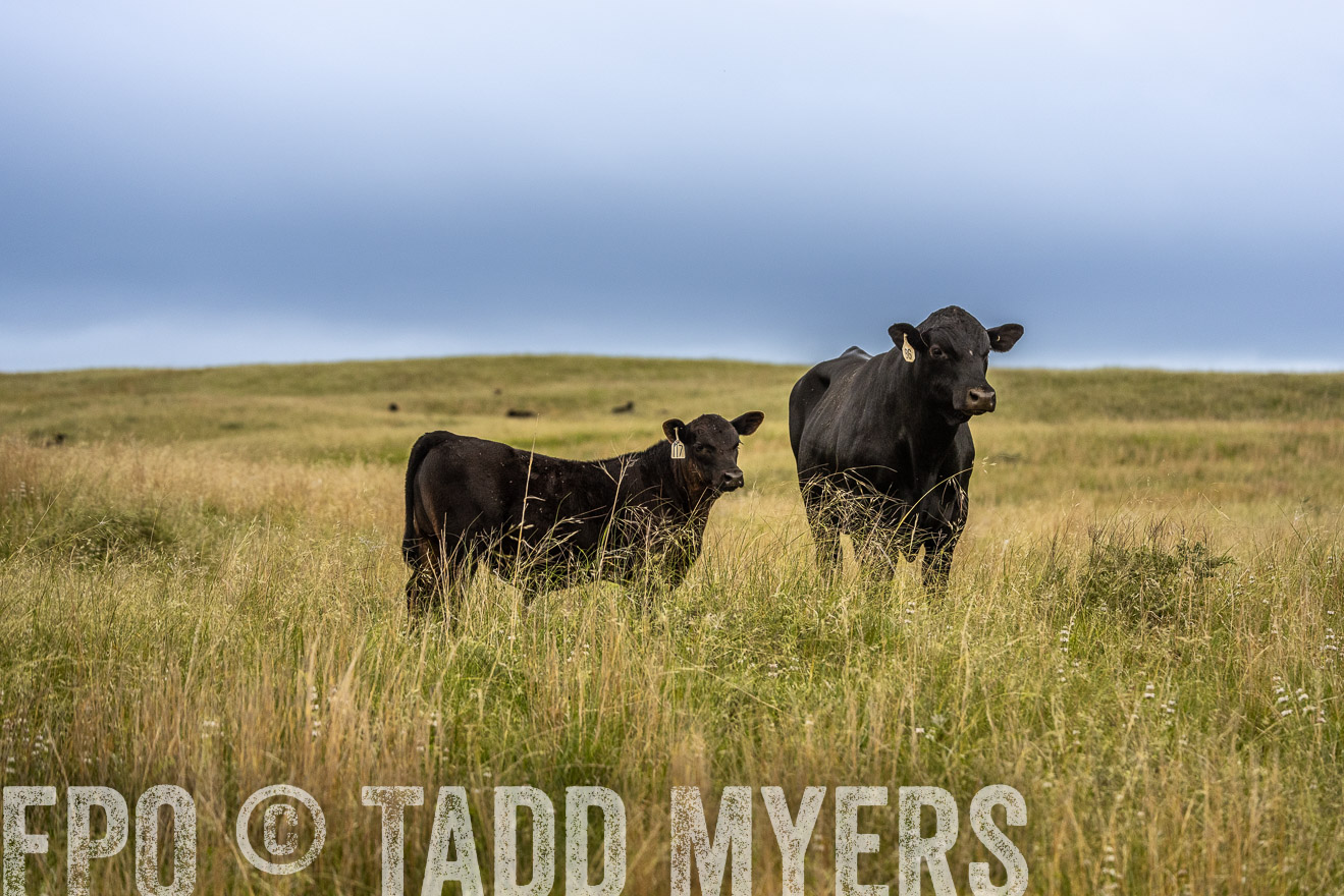 TMyers_PP_MilldaleRanch_Nebraska_June2024-524037