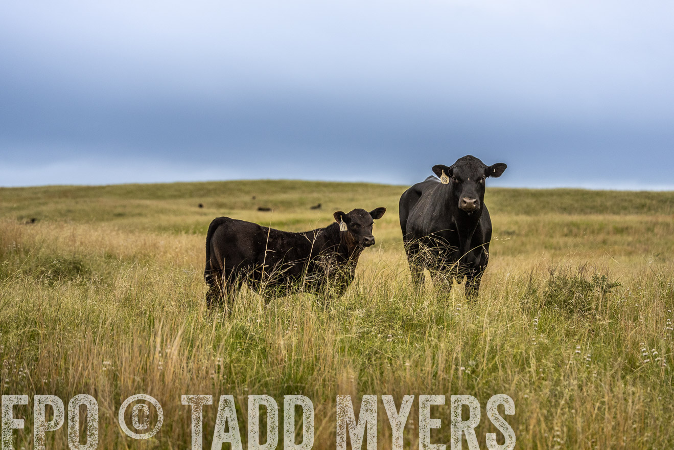 TMyers_PP_MilldaleRanch_Nebraska_June2024-524041