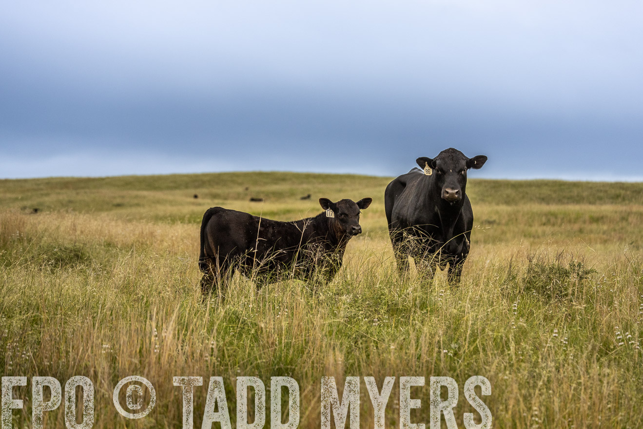 TMyers_PP_MilldaleRanch_Nebraska_June2024-524043