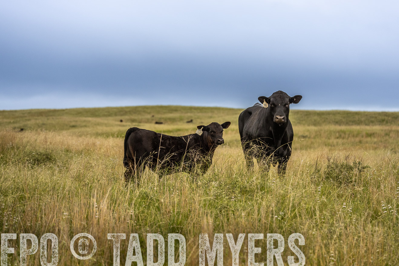 TMyers_PP_MilldaleRanch_Nebraska_June2024-524044