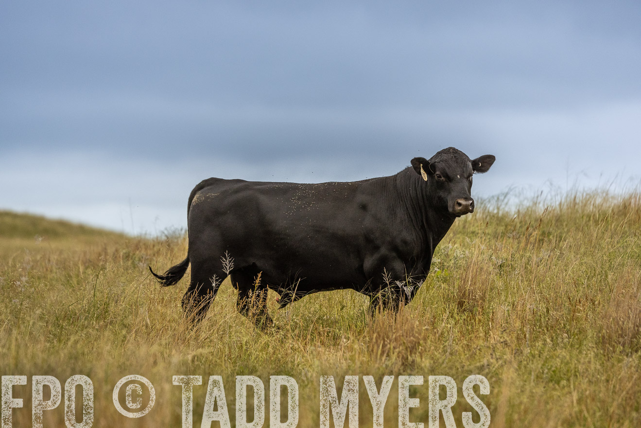 TMyers_PP_MilldaleRanch_Nebraska_June2024-524066