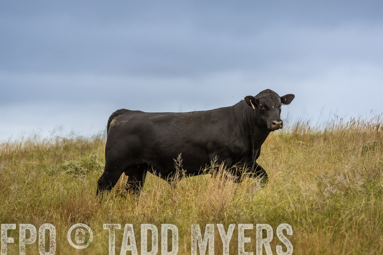 TMyers_PP_MilldaleRanch_Nebraska_June2024-524072