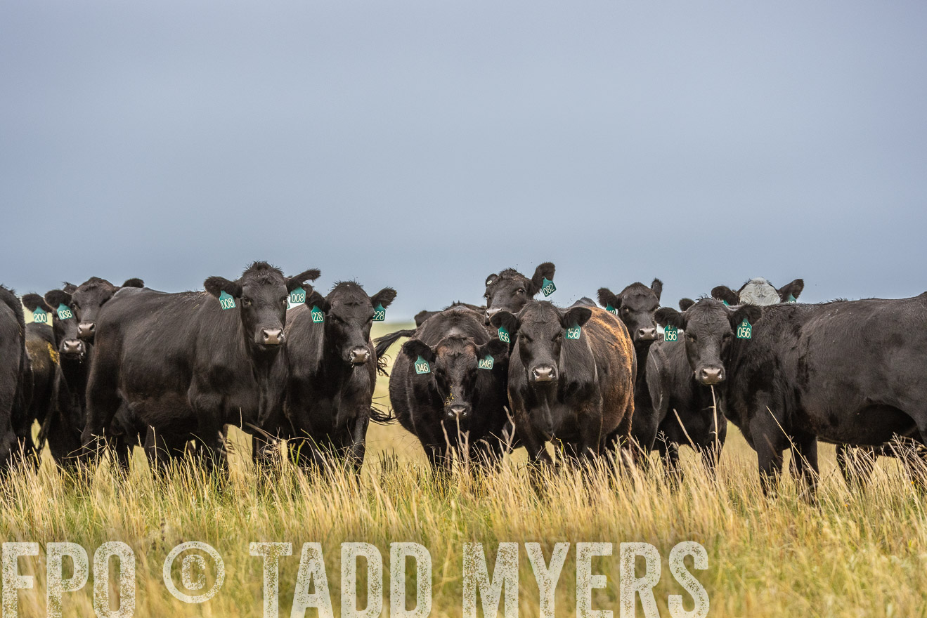 TMyers_PP_MilldaleRanch_Nebraska_June2024-524078