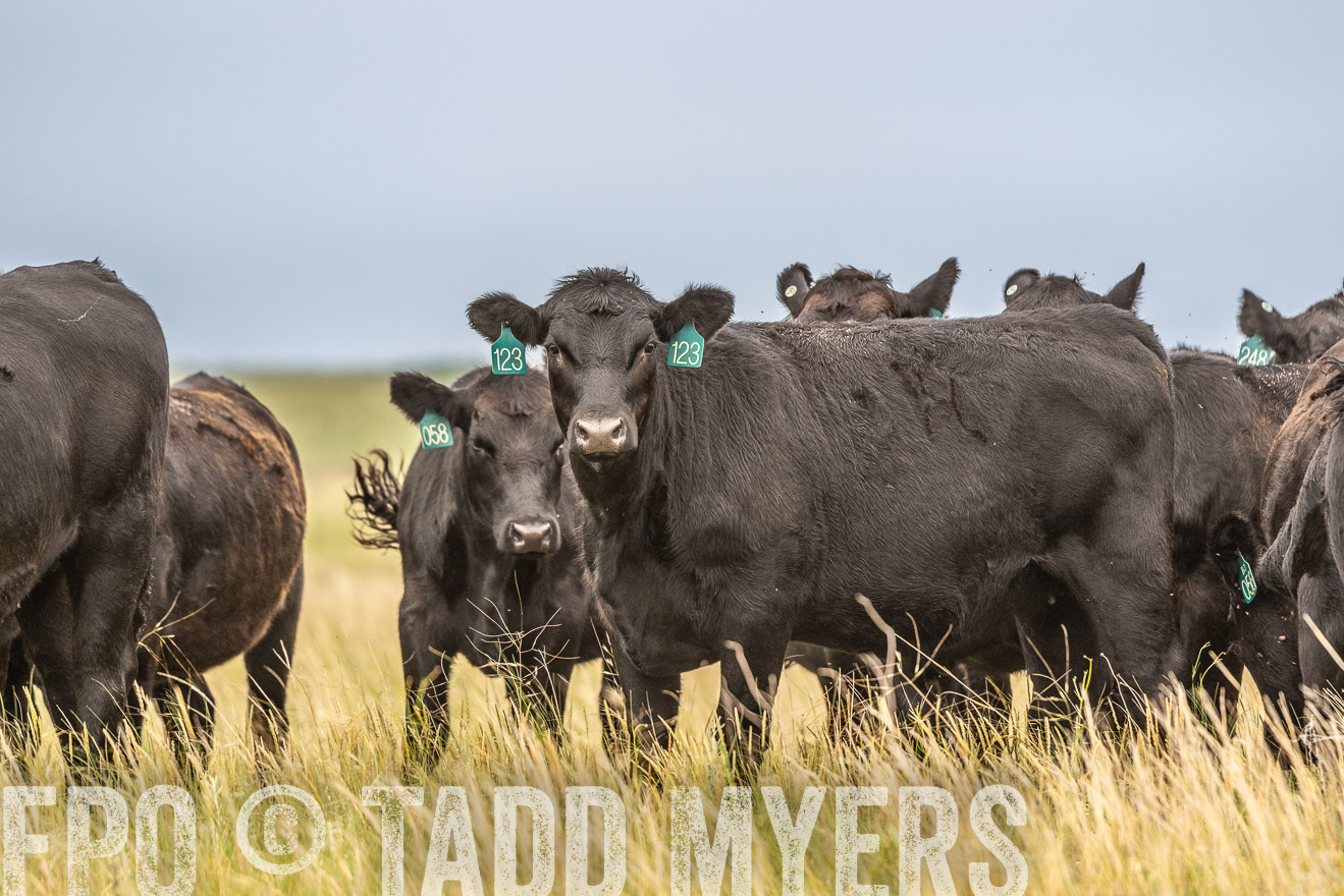 TMyers_PP_MilldaleRanch_Nebraska_June2024-524086