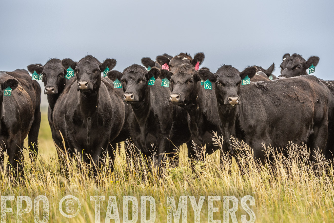 TMyers_PP_MilldaleRanch_Nebraska_June2024-524095