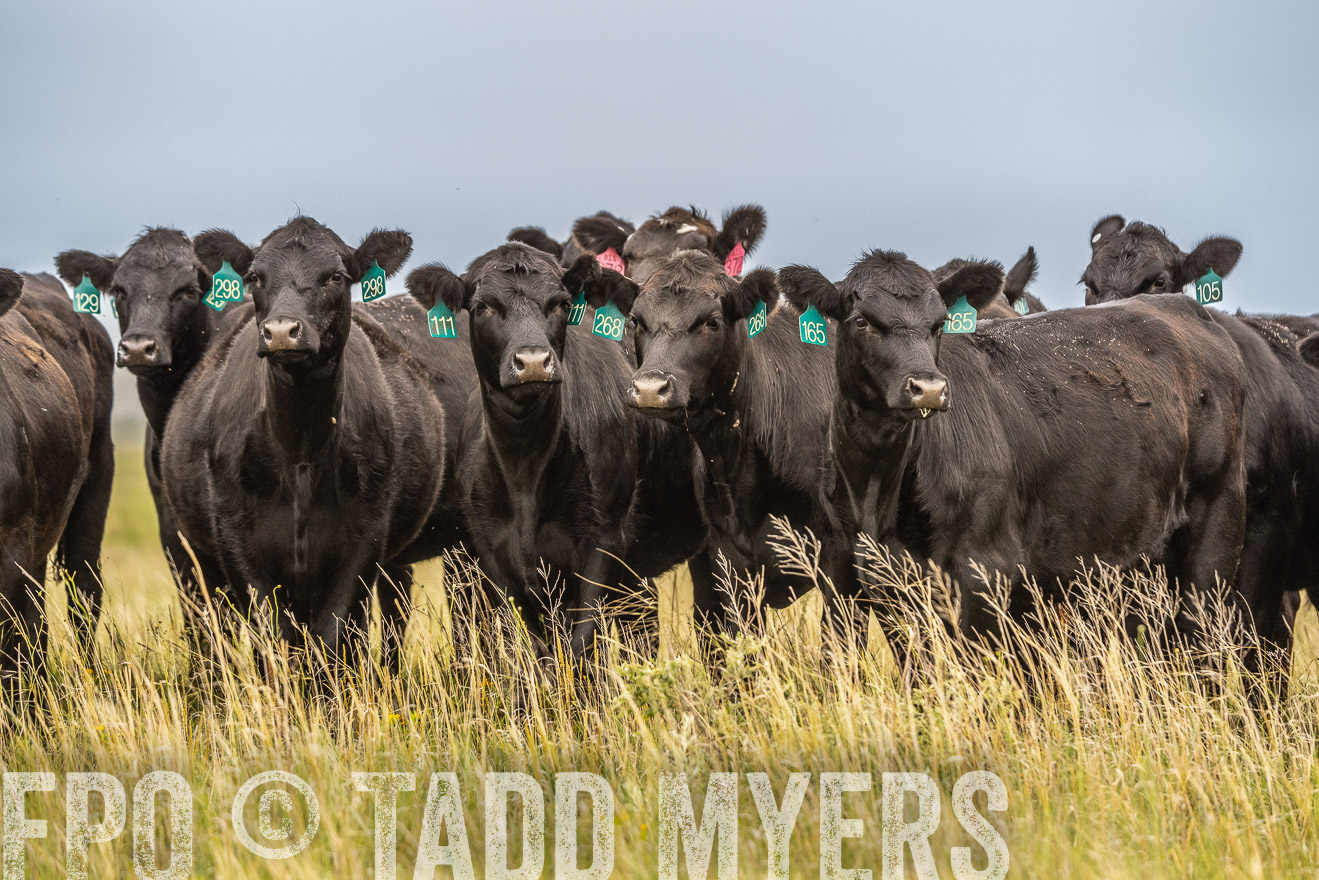 TMyers_PP_MilldaleRanch_Nebraska_June2024-524098