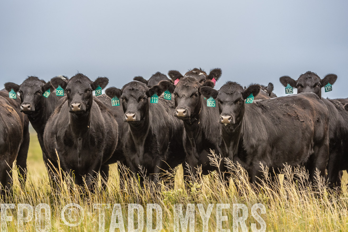 TMyers_PP_MilldaleRanch_Nebraska_June2024-524101