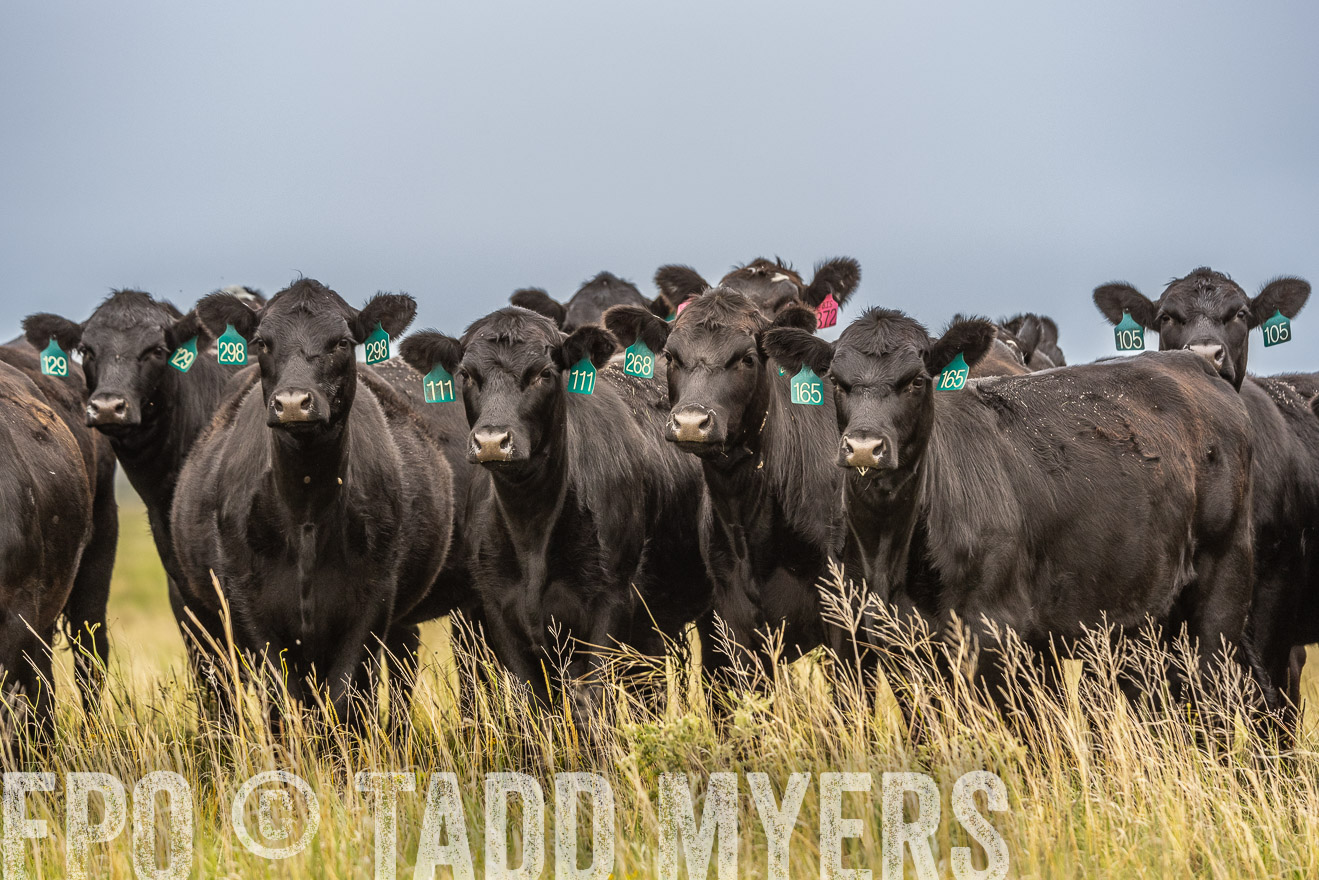 TMyers_PP_MilldaleRanch_Nebraska_June2024-524103