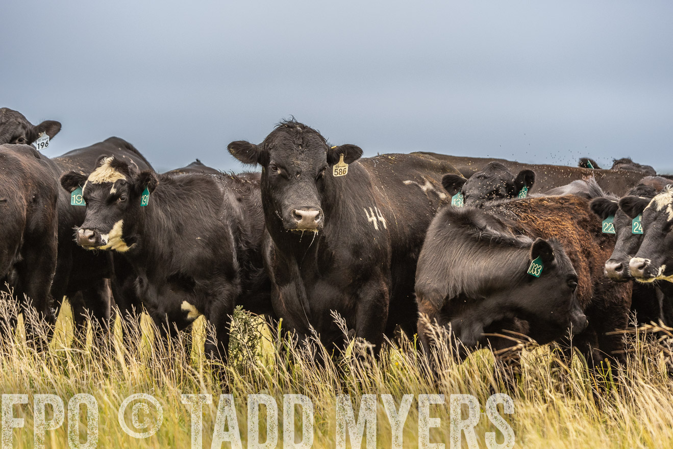 TMyers_PP_MilldaleRanch_Nebraska_June2024-524111