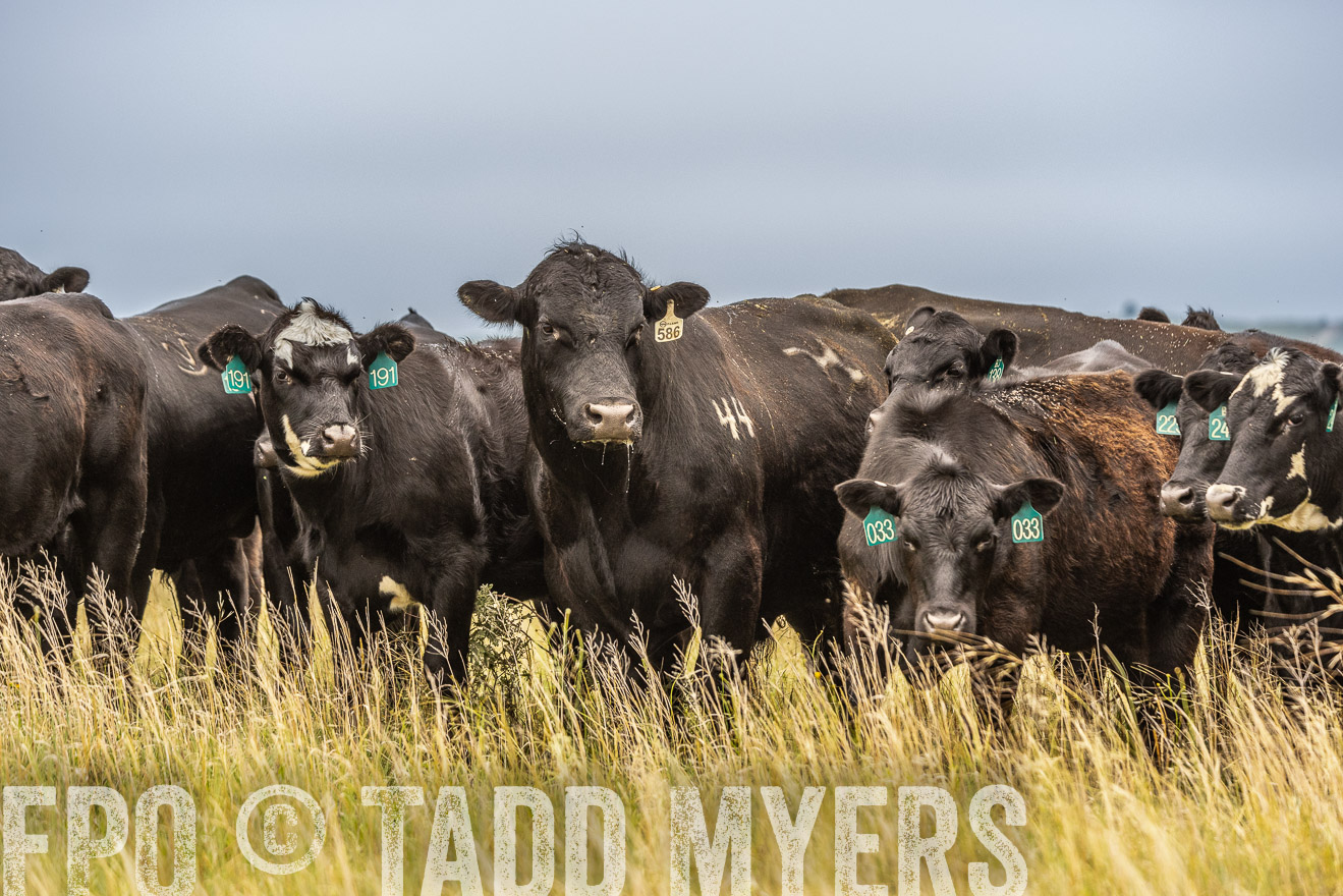TMyers_PP_MilldaleRanch_Nebraska_June2024-524113