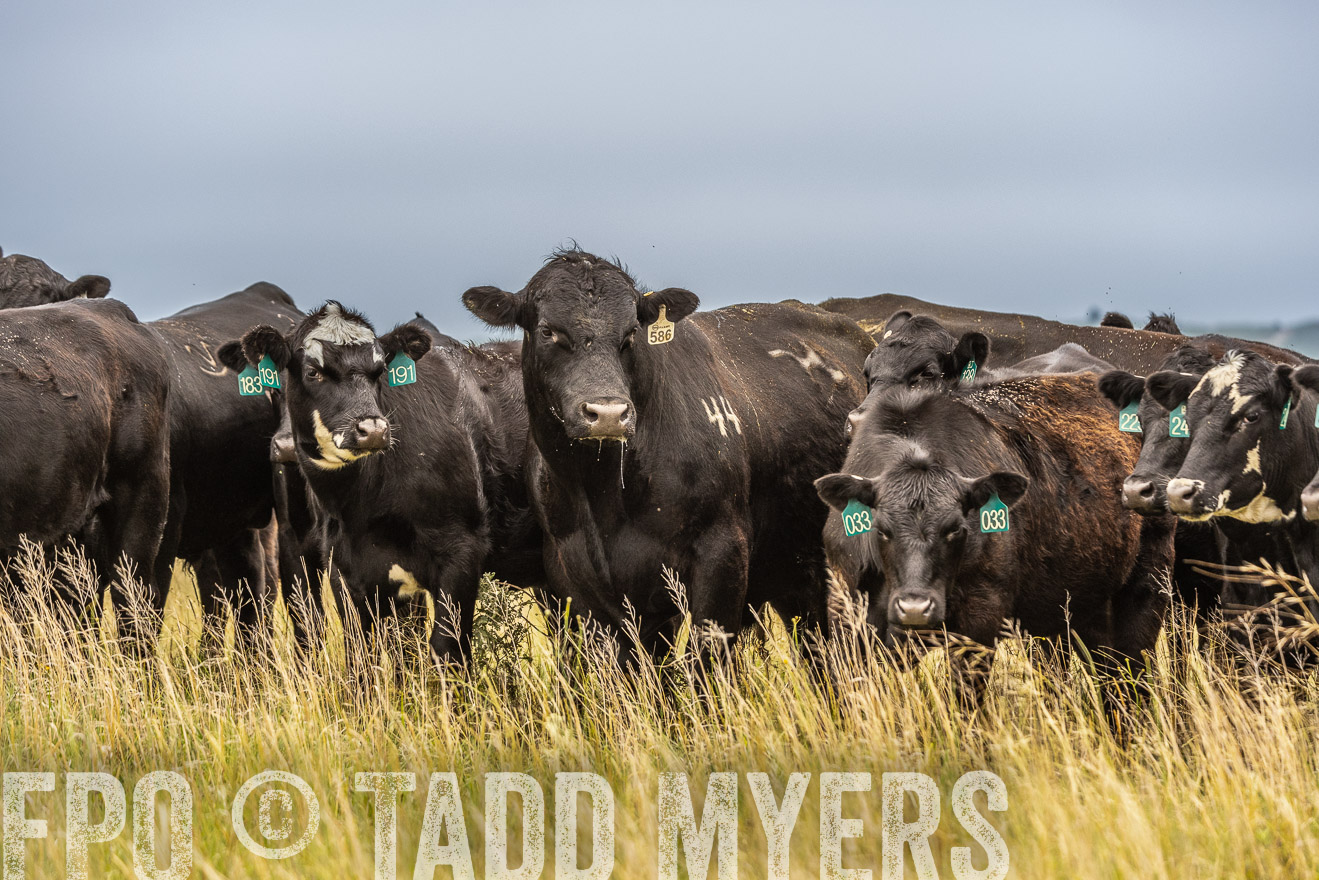 TMyers_PP_MilldaleRanch_Nebraska_June2024-524114