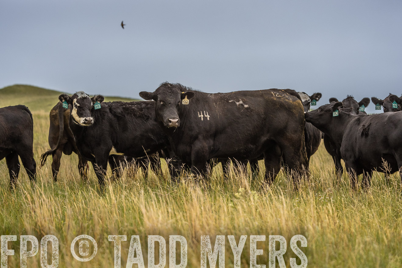 TMyers_PP_MilldaleRanch_Nebraska_June2024-524124