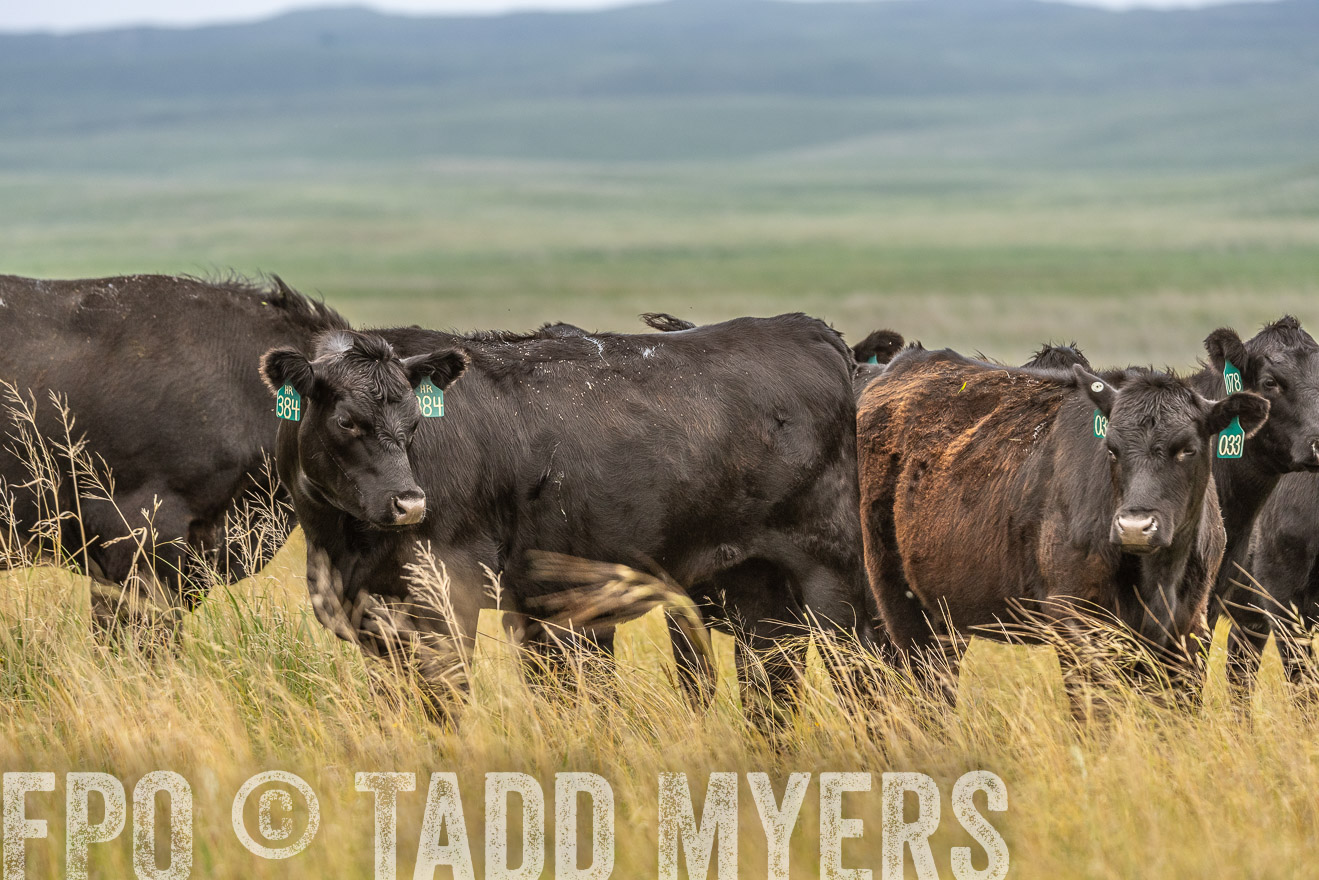 TMyers_PP_MilldaleRanch_Nebraska_June2024-524156