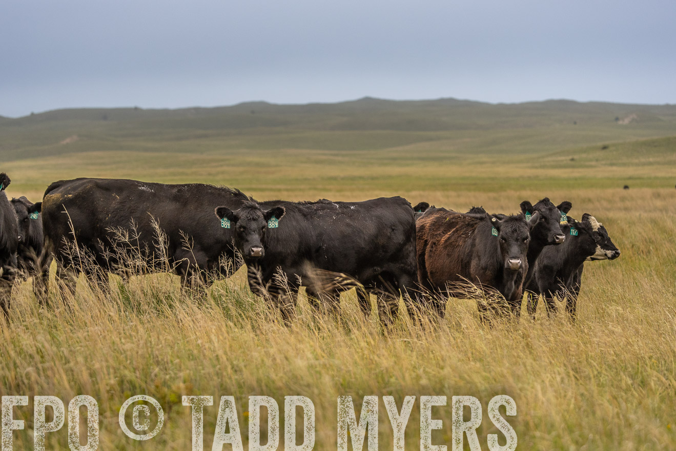 TMyers_PP_MilldaleRanch_Nebraska_June2024-524160