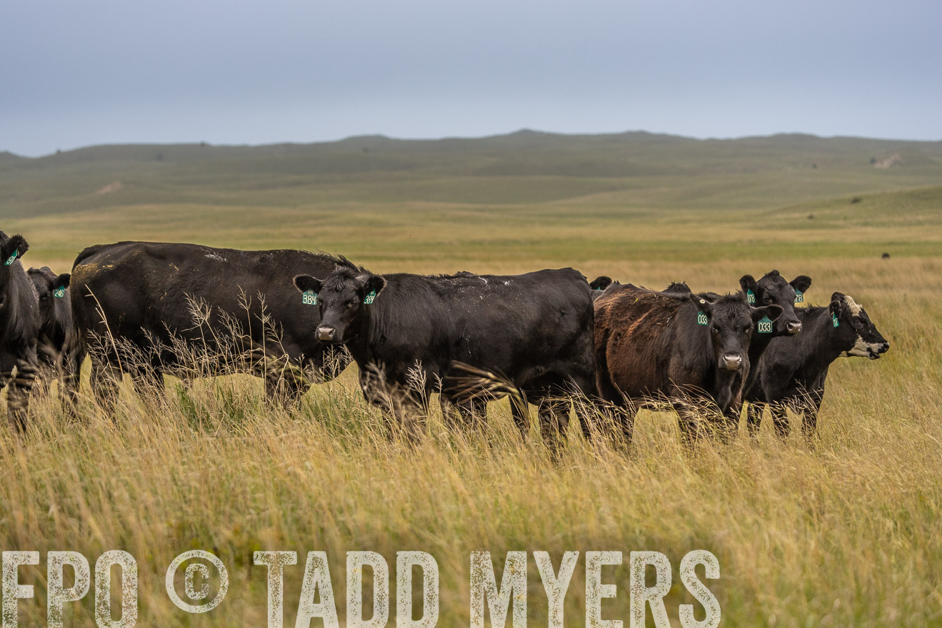 TMyers_PP_MilldaleRanch_Nebraska_June2024-524162