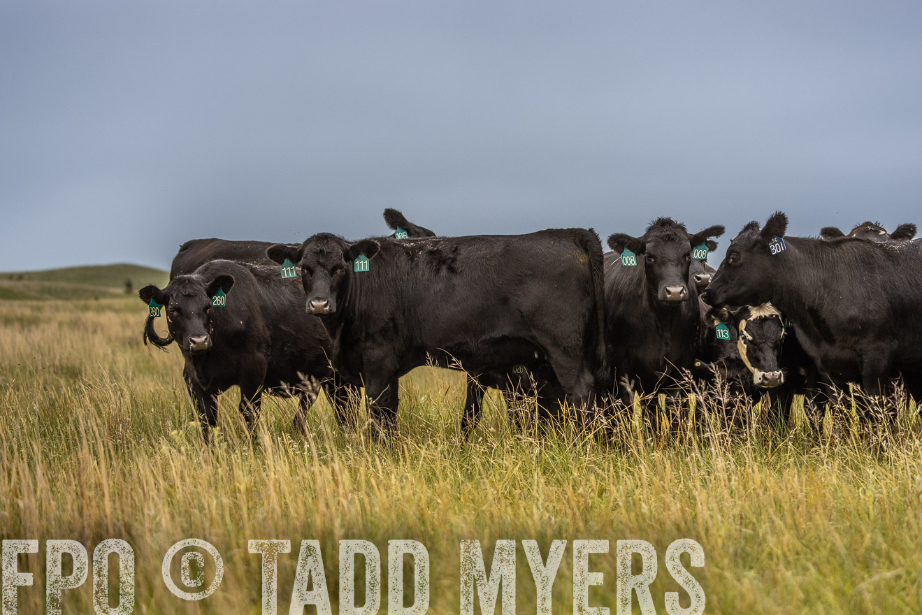 TMyers_PP_MilldaleRanch_Nebraska_June2024-524171