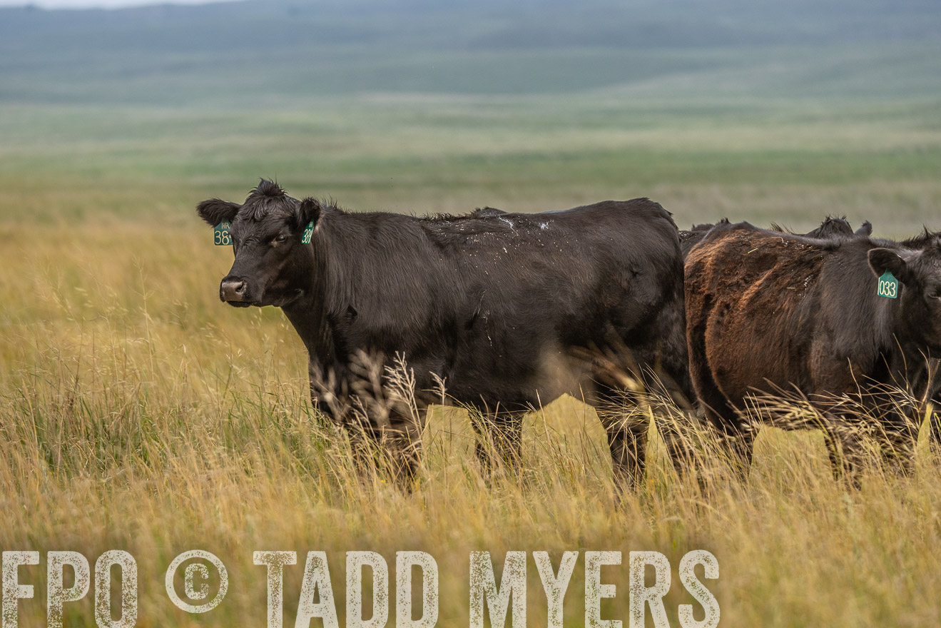 TMyers_PP_MilldaleRanch_Nebraska_June2024-524175