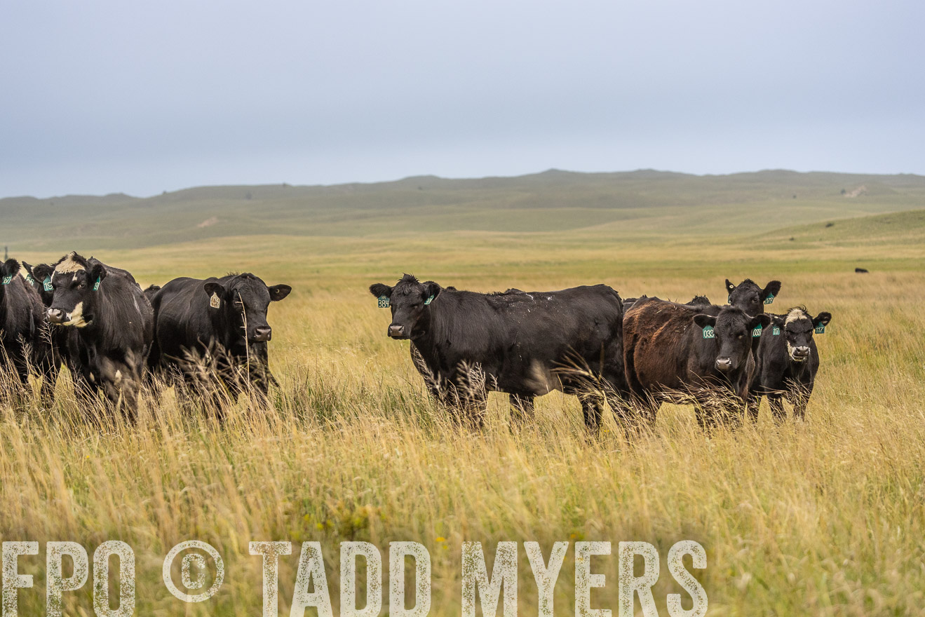TMyers_PP_MilldaleRanch_Nebraska_June2024-524181