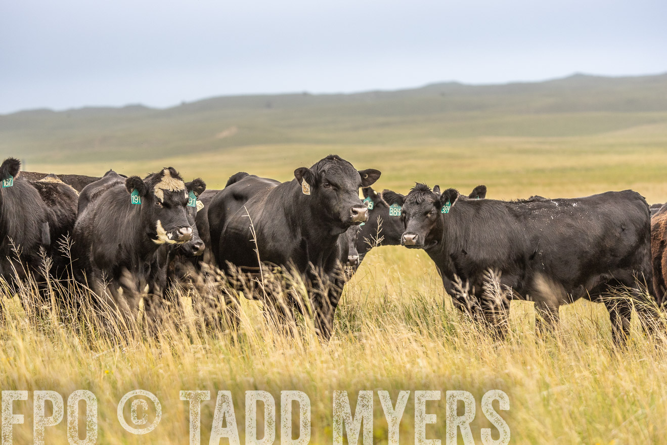 TMyers_PP_MilldaleRanch_Nebraska_June2024-524193