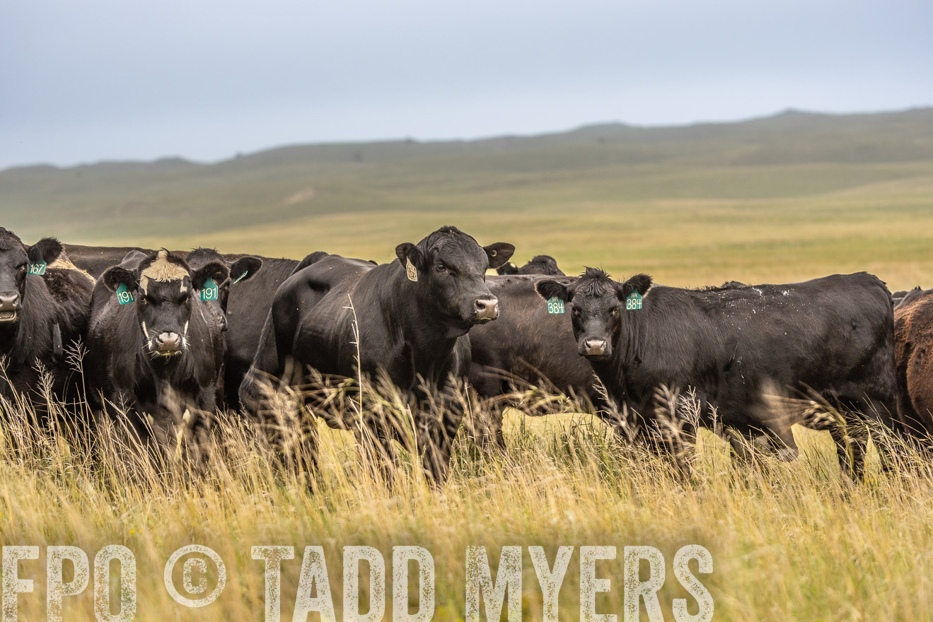 TMyers_PP_MilldaleRanch_Nebraska_June2024-524195