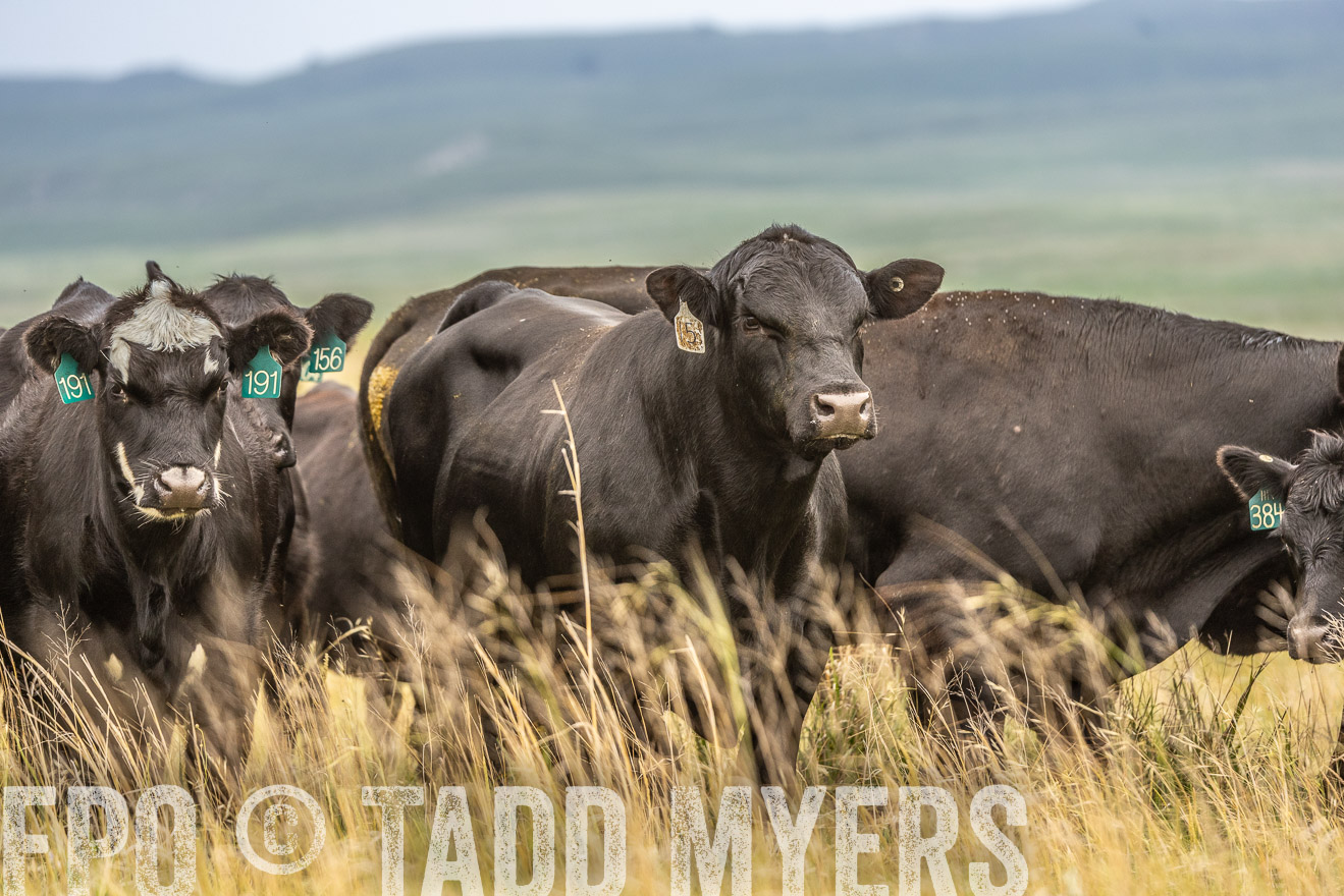 TMyers_PP_MilldaleRanch_Nebraska_June2024-524199
