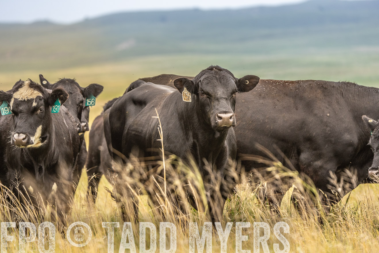 TMyers_PP_MilldaleRanch_Nebraska_June2024-524205